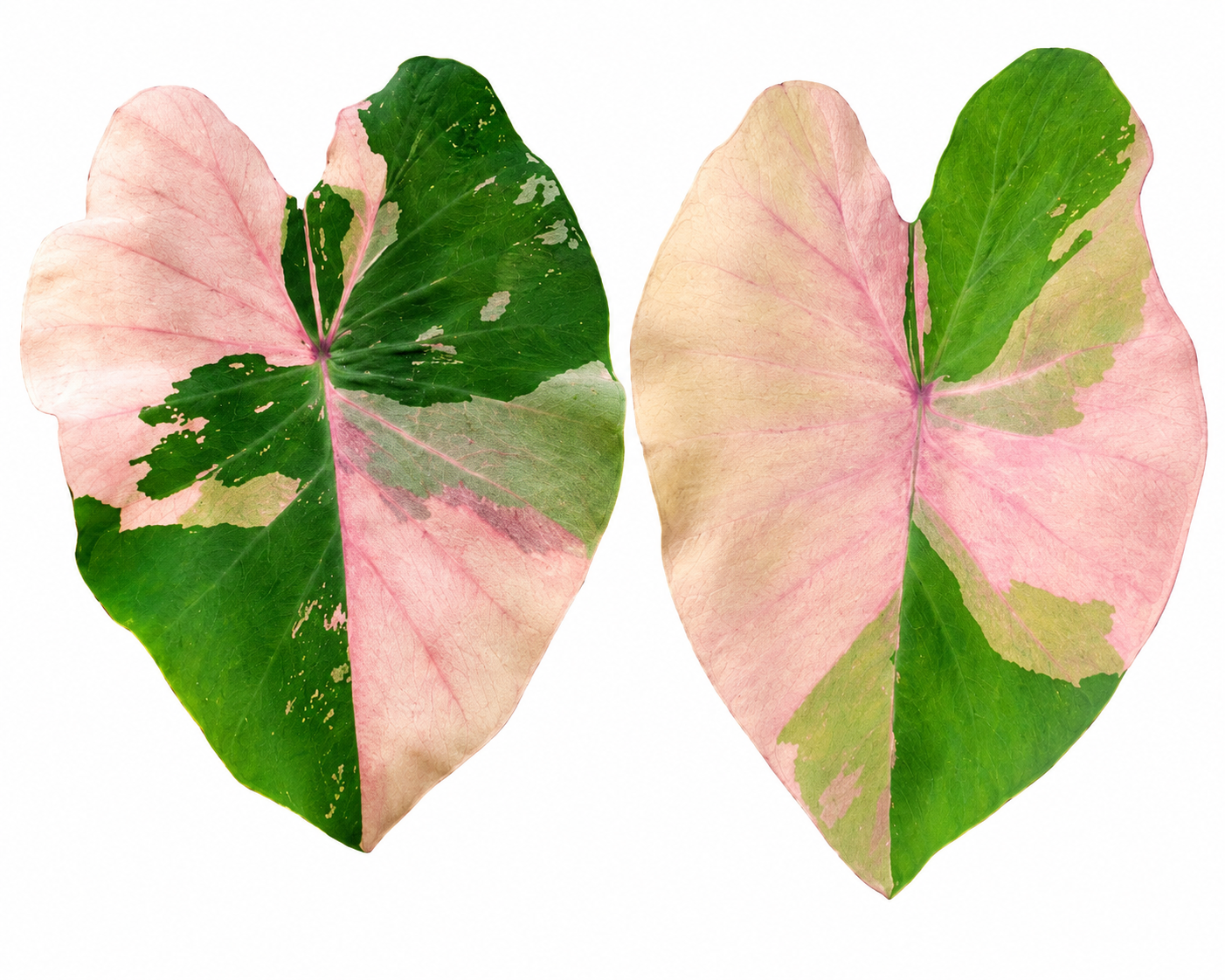 Colocasia Bonna Thai - Phra Saeng Pink
