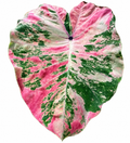 Colocasia Bonna Thai - Phet Phe Thai