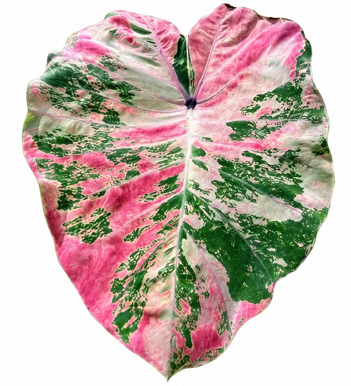Colocasia Bonna Thai - Phet Phe Thai
