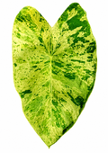 Colocasia Paraiso