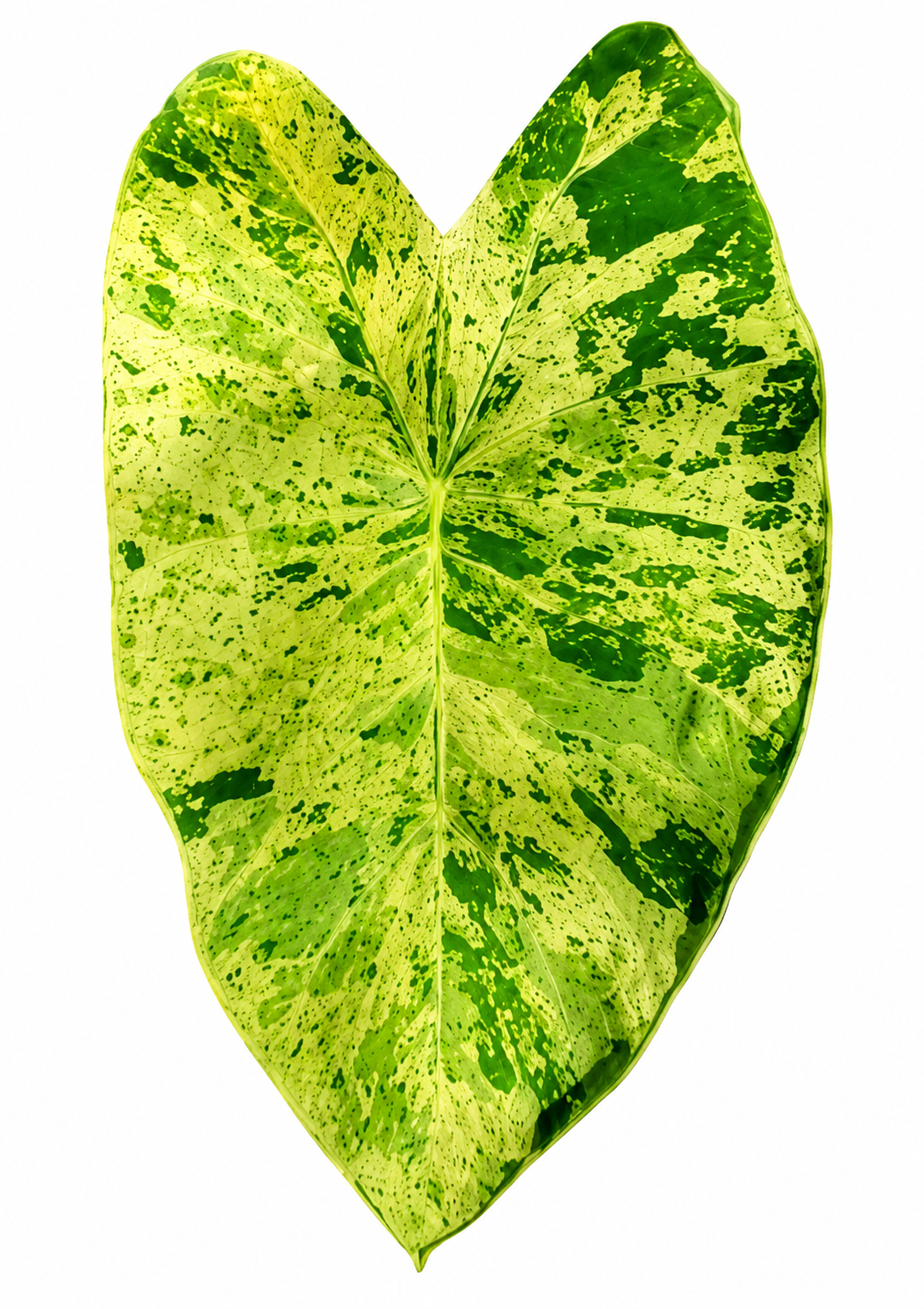 Colocasia Paraiso