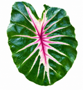 Colocasia Waikiki
