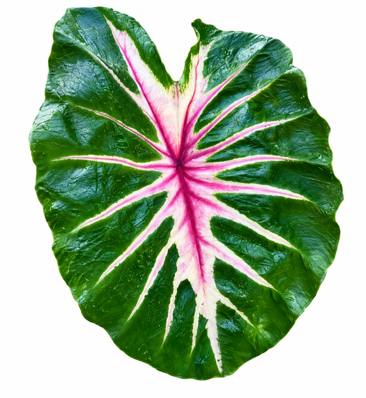 Colocasia Waikiki