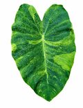 Colocasia Morning Dew