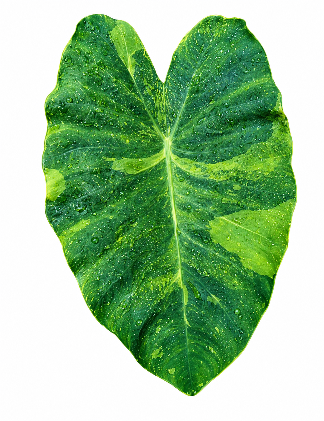 Colocasia Morning Dew
