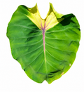 Colocasia Starmine