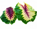Colocasia Light Pillar