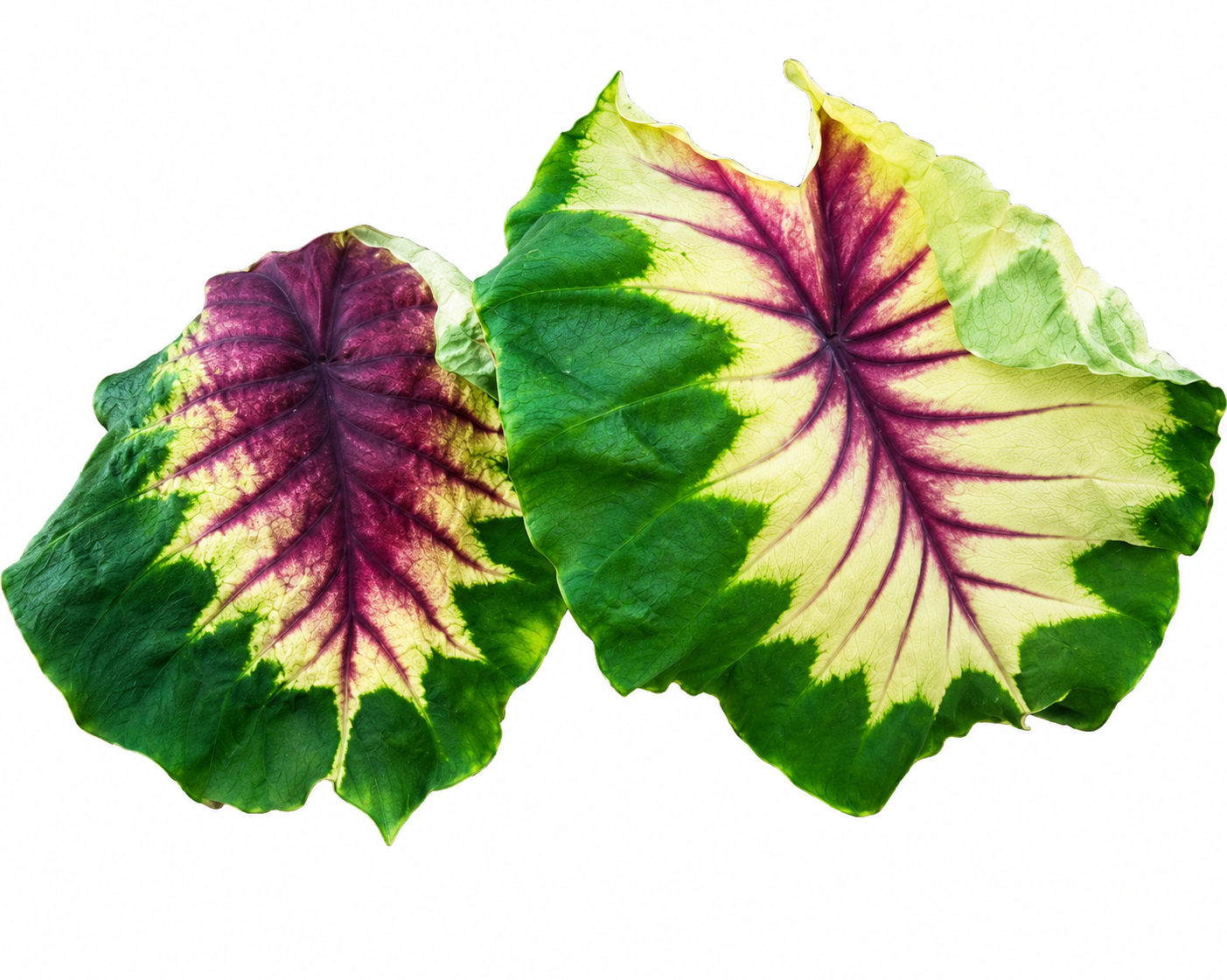 Colocasia Light Pillar