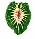 Colocasia Siren Sunmoon