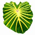 Colocasia Jade Magma