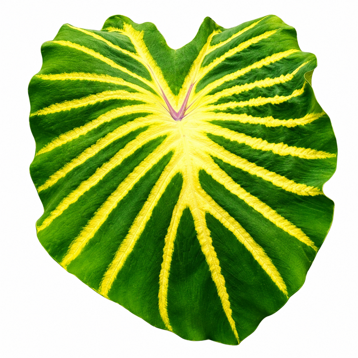 Colocasia Jade Magma