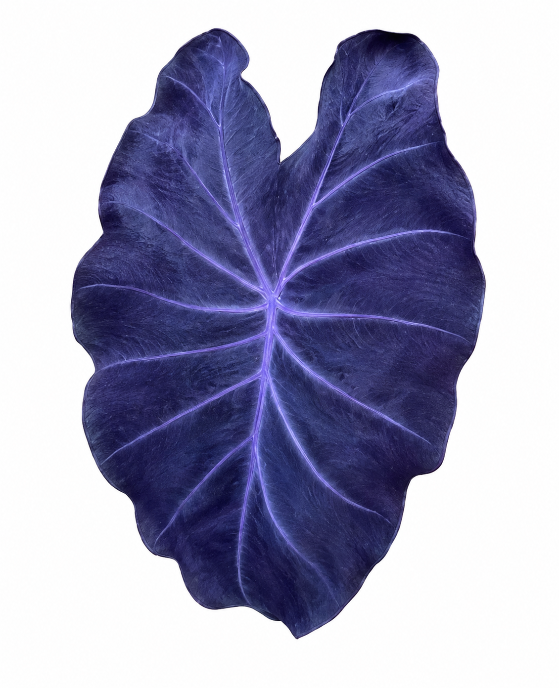 Colocasia Trixi