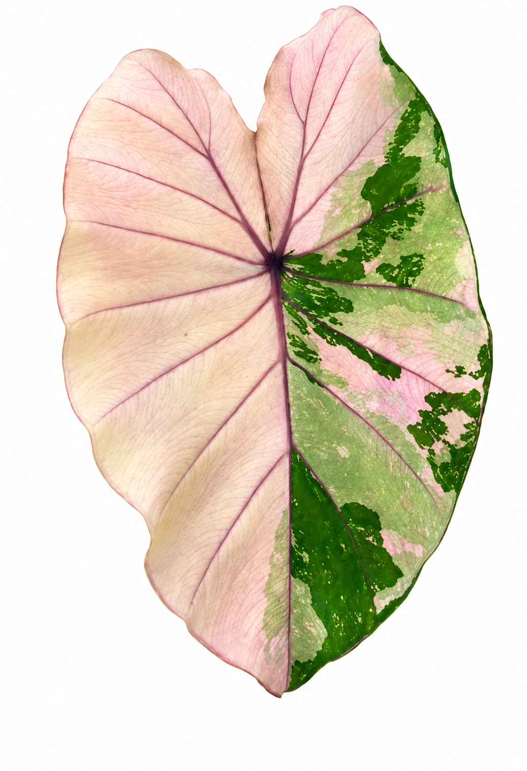 Colocasia Pink Sapphire