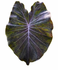 Colocasia Western Screech Owl