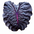 Colocasia Maleficent