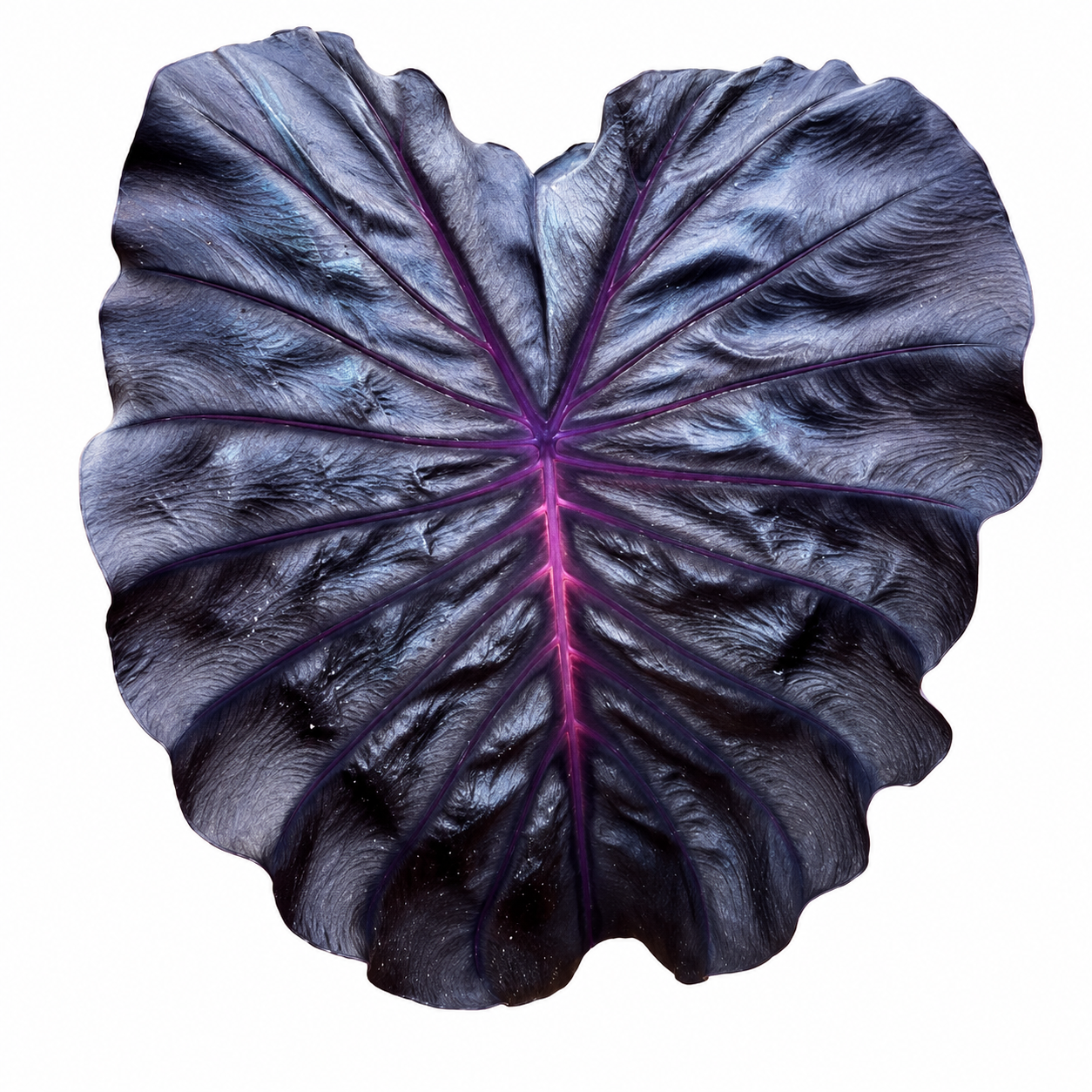 Colocasia Maleficent