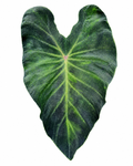 Colocasia Uhlapele