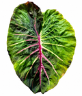 Colocasia Megamaser