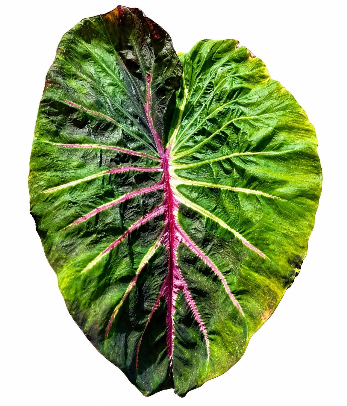 Colocasia Megamaser