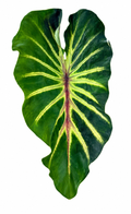 Colocasia Supernova
