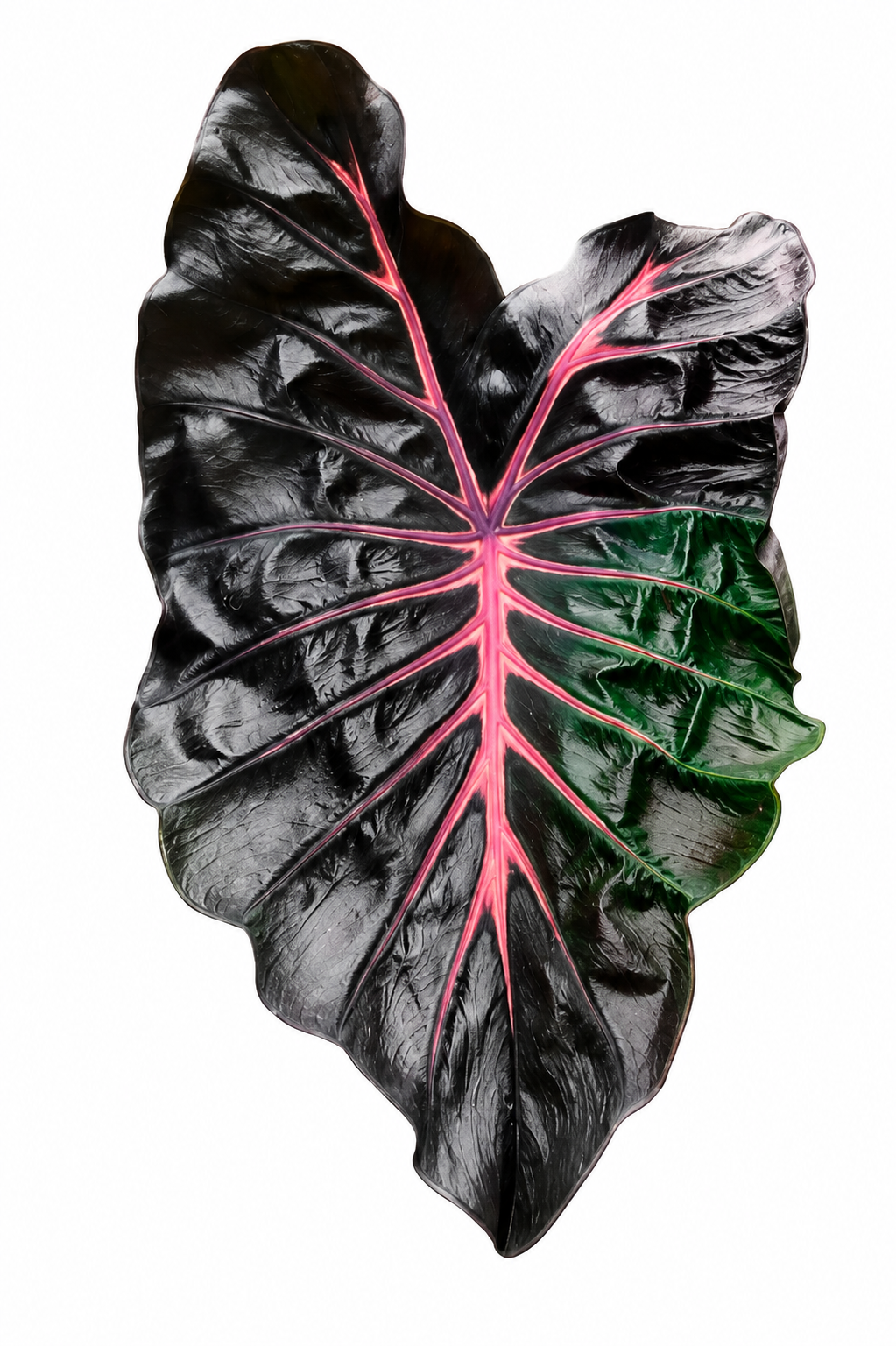 Colocasia Jubilee