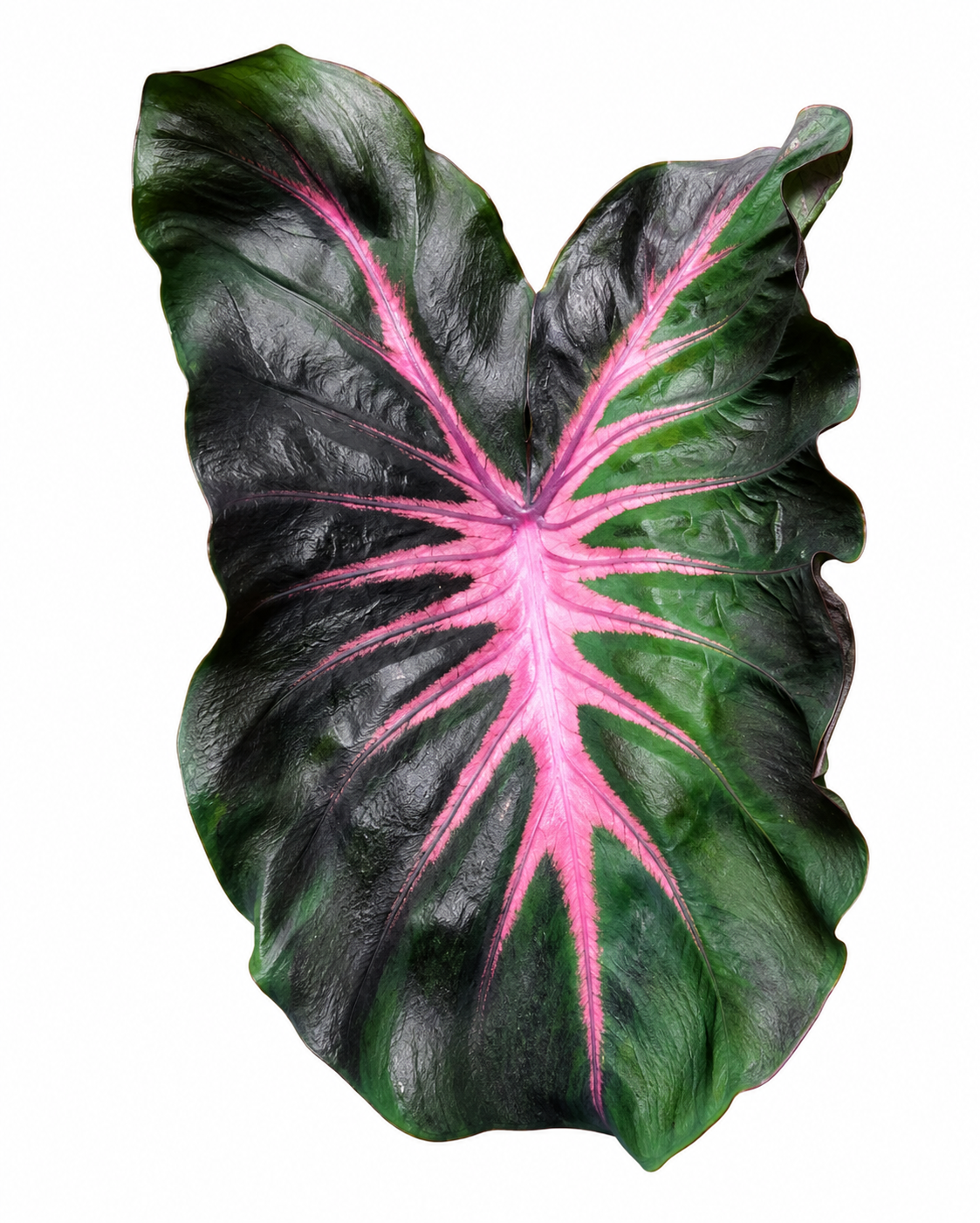 Colocasia The King