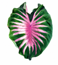 Colocasia Pana Asmara