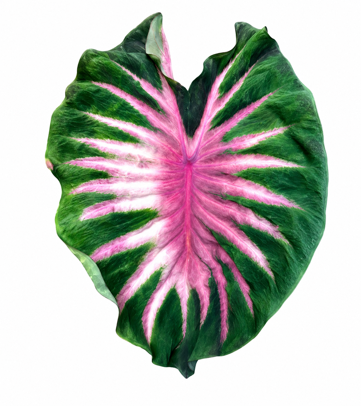 Colocasia Pana Asmara