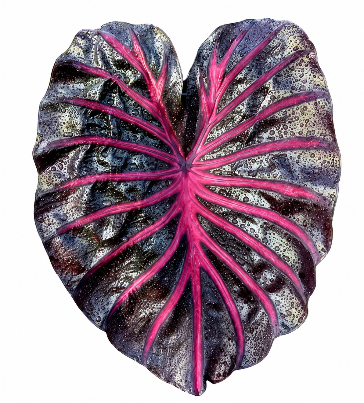 Colocasia Pink Dragon