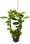 Hoya Revoluta Splash VN-309