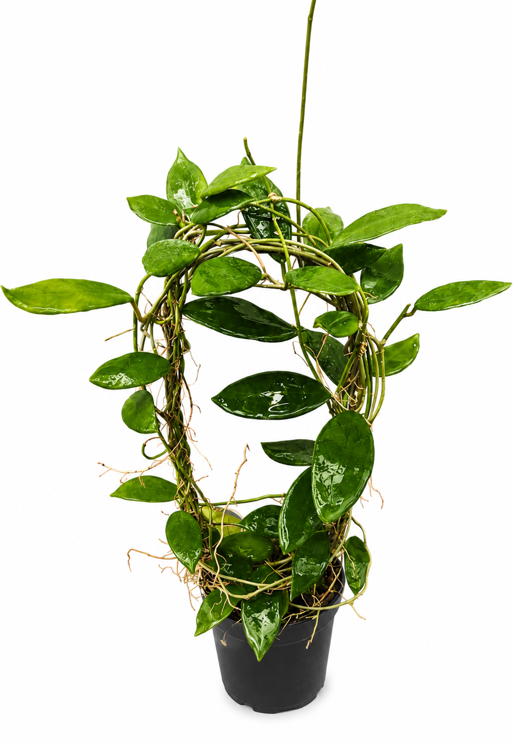 Hoya Revoluta Splash VN-309