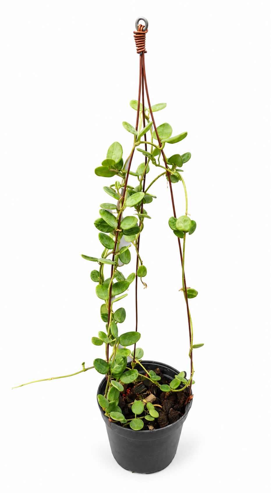 Hoya Tengchongensis