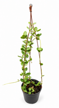 Hoya Tengchongensis