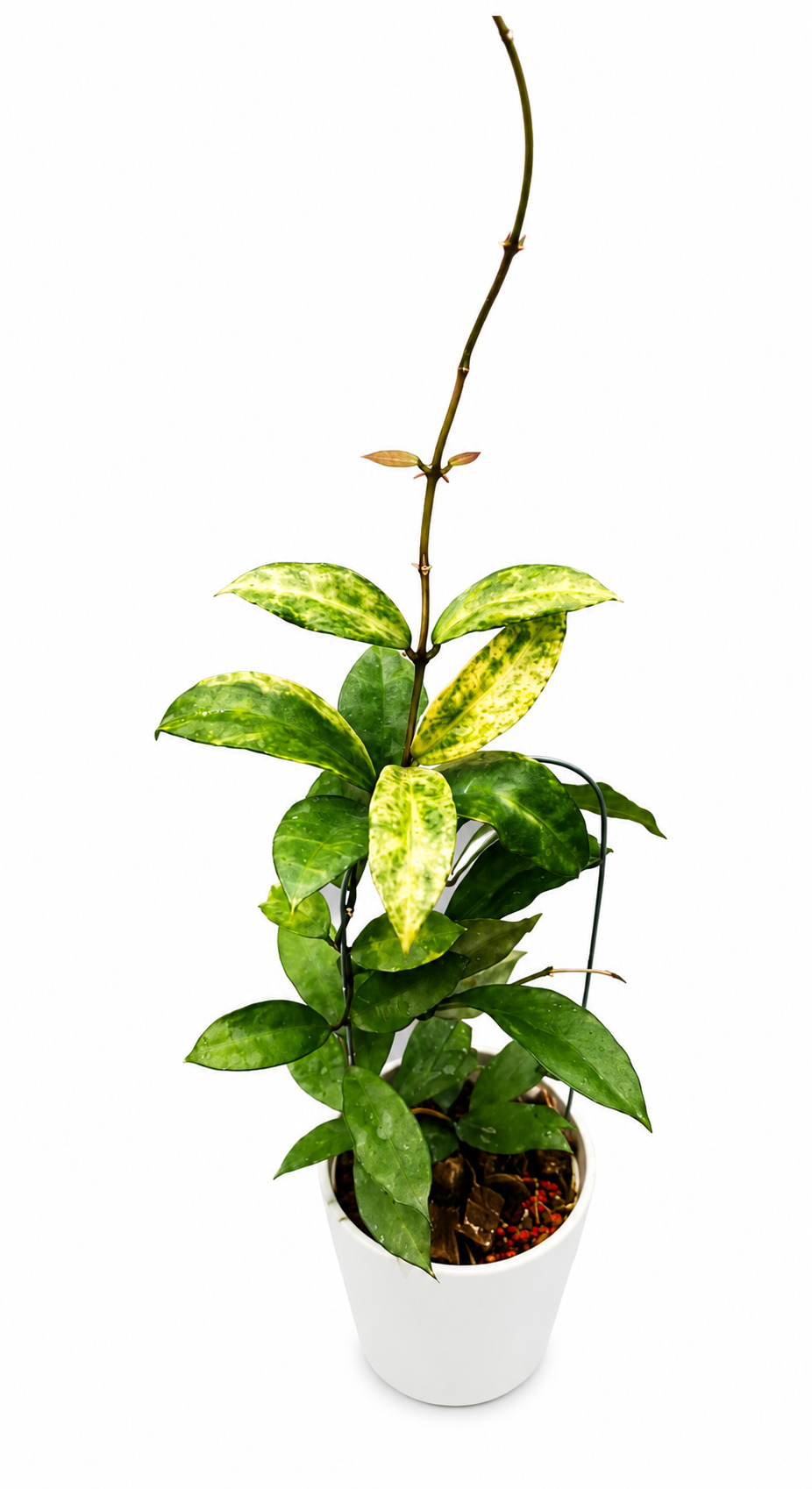 Hoya Lacunosa Peridot