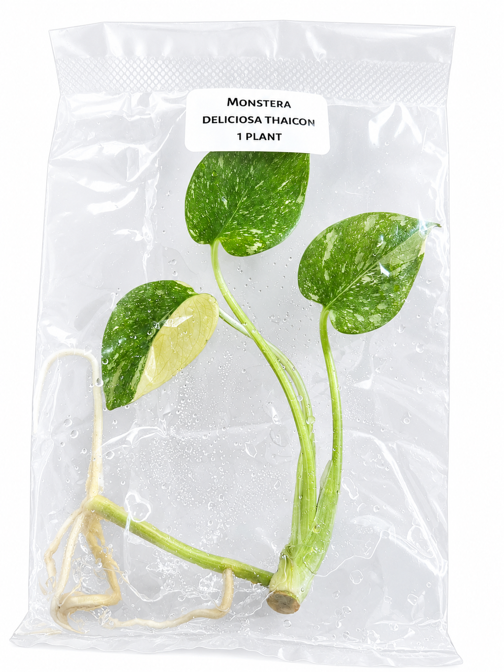 Monstera Thai Con TC