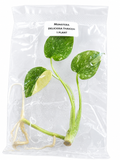 Monstera Thai Con TC