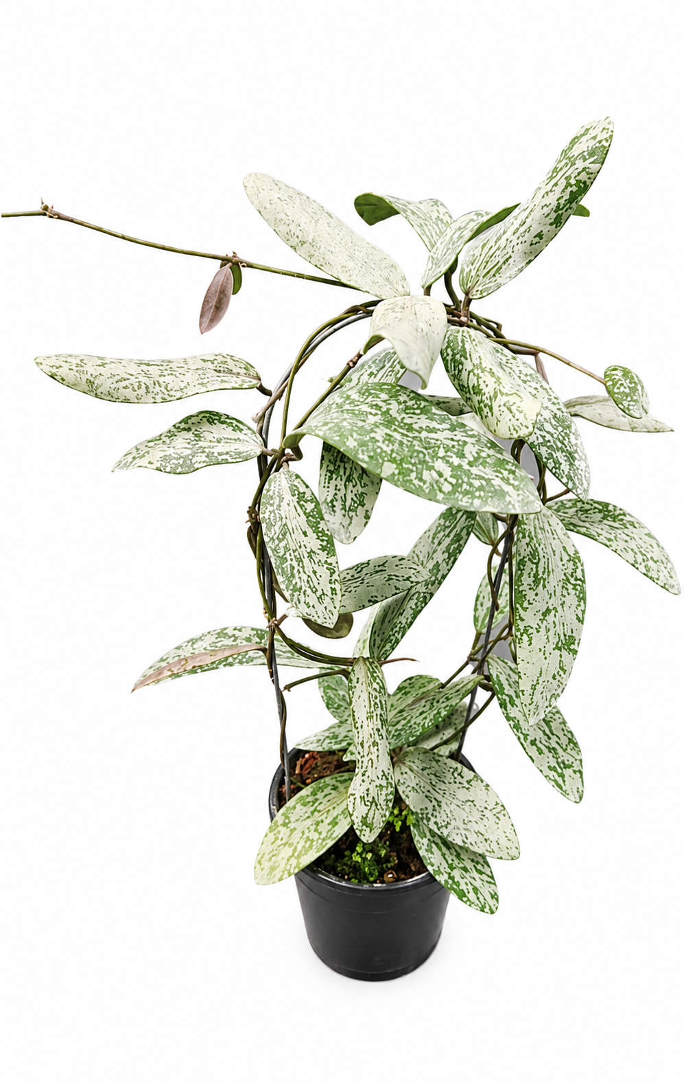 Hoya Sigillatis Silver VN-439