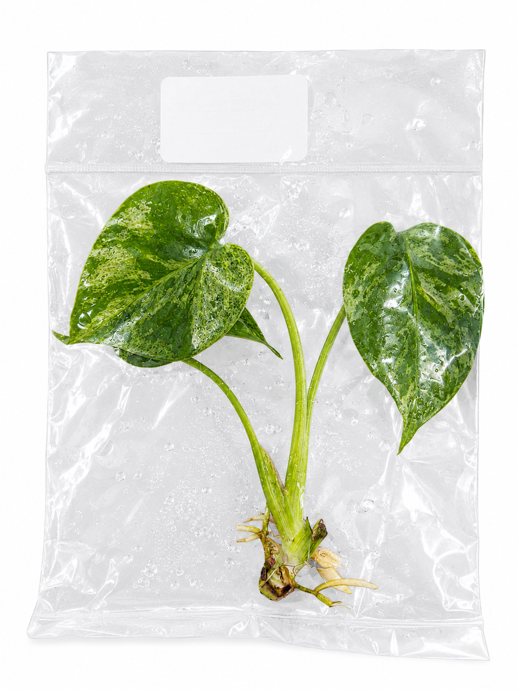 Monstera Bulbasaur TC
