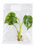 Monstera Bulbasaur TC