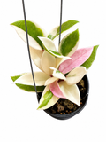 Hoya Flamingo Dreams