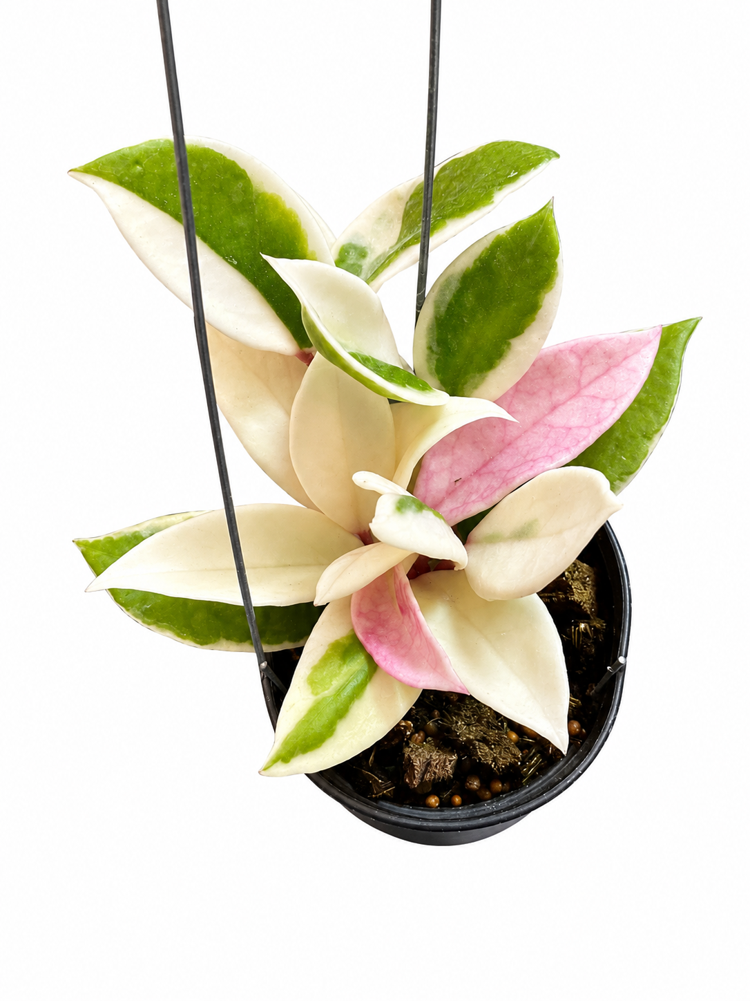 Hoya Flamingo Dreams