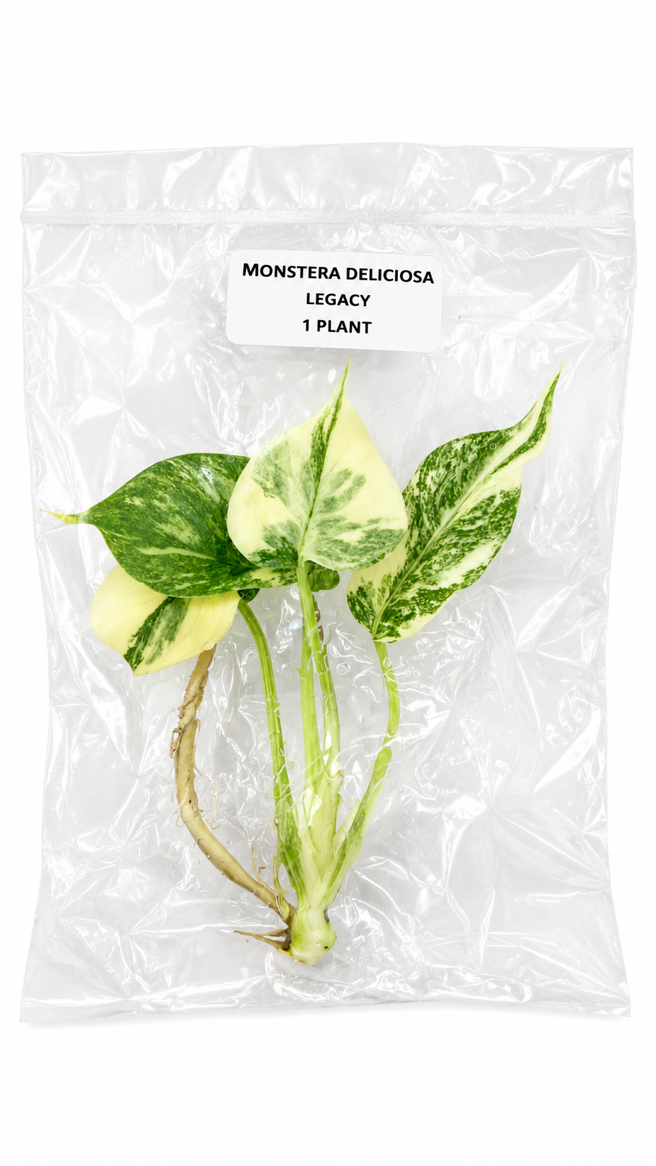 Monstera Legacy TC