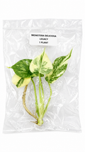 Monstera Legacy TC