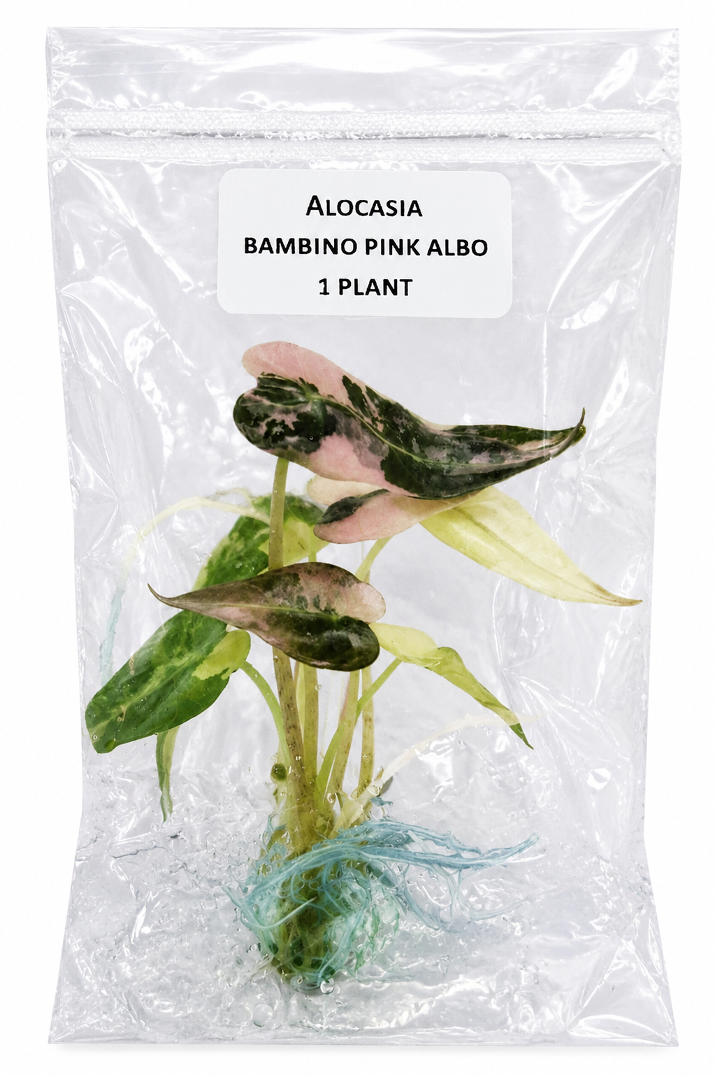 Alocasia Bambino Albo Pink TC