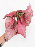 Syngonium Pink Caviar