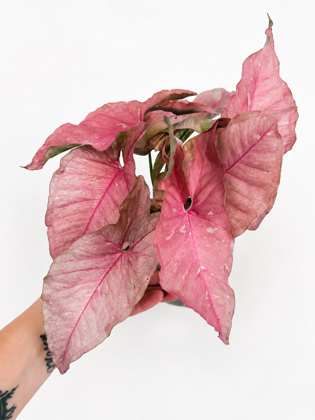 Syngonium Pink Caviar