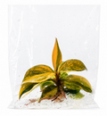 Philodendron Orange Princess TC