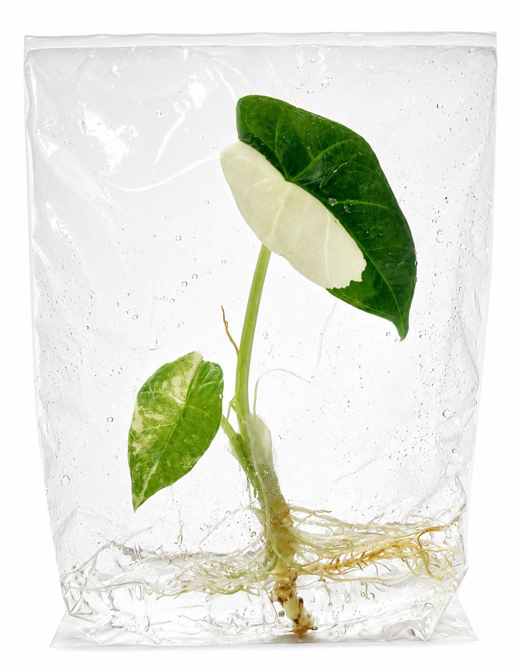 Alocasia Platinum Albo TC