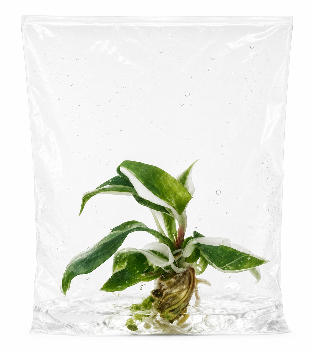 Philodendron Red Anderson TC