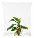 Philodendron Red Anderson TC